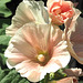 Hollyhocks