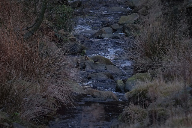 spot the Dipper