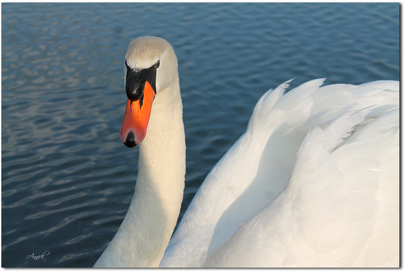 regard