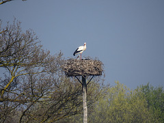 20170409 0385CPw [D~PB] Weißstorch (Ciconia ciconia), Steinhorster Becken, Delbrück