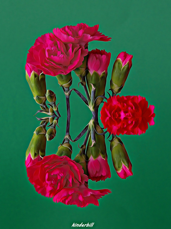 Carnations   /   March 2018