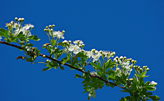 Hawthorn   /   May 2018