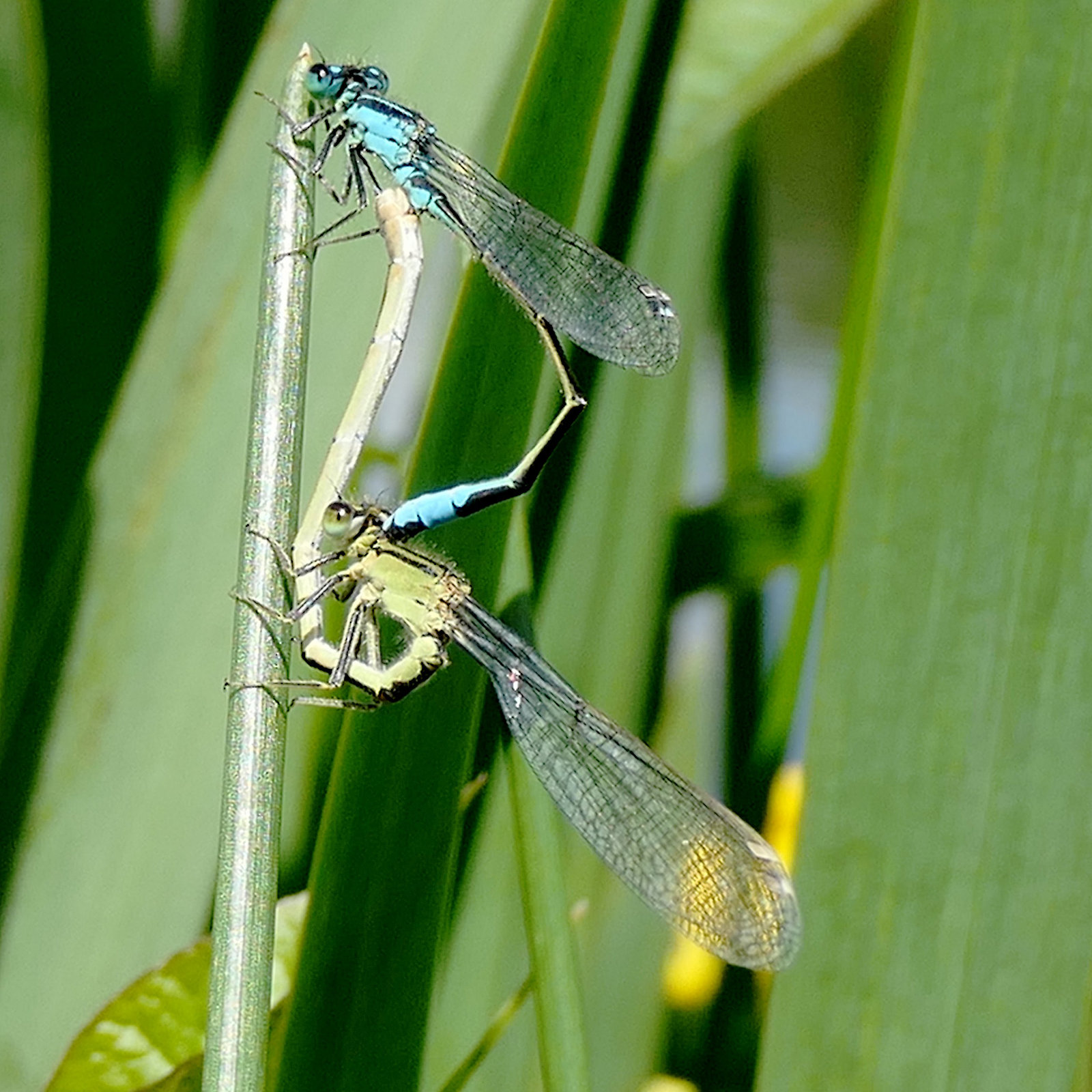 La saison des amours !