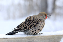 Northern Flicker