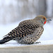 Northern Flicker