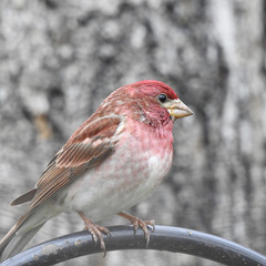 Purple Finch