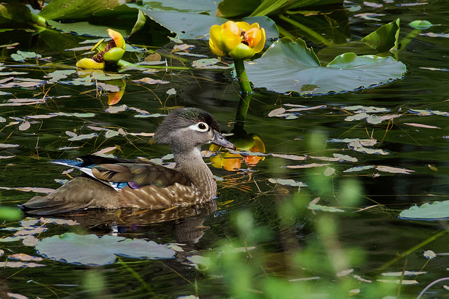 Momma Wood Duck and Babies