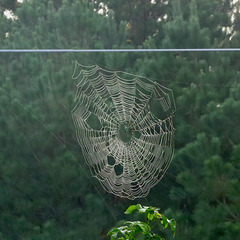 Spider web