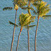 view from the Lanai - Kahala Hotel