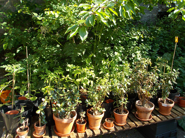 gdn - pots and more pots