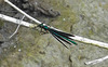 20210609 0738CPw [D~LIP] Blauflügel Prachtlibelle, UWZ, Bad Salzuflen