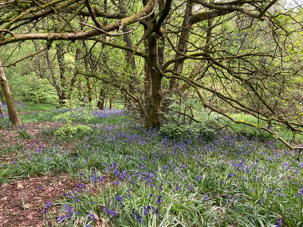 Bluebells