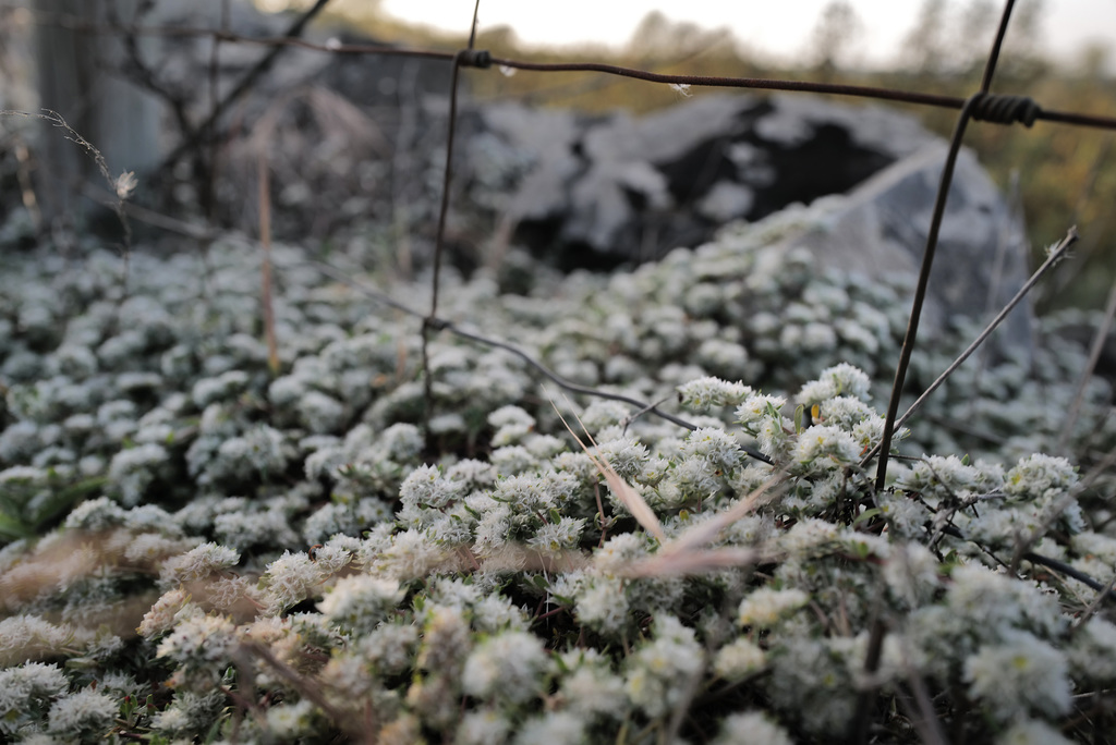 Paronychia argentea, Caryophyllales, HFF