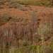 Trees at White Brow