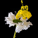 Flowers In Water