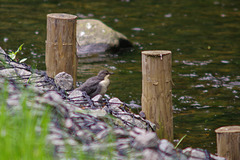 young Dipper