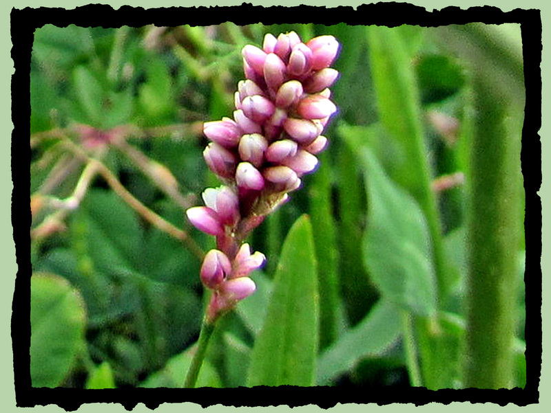 Willow Weed.