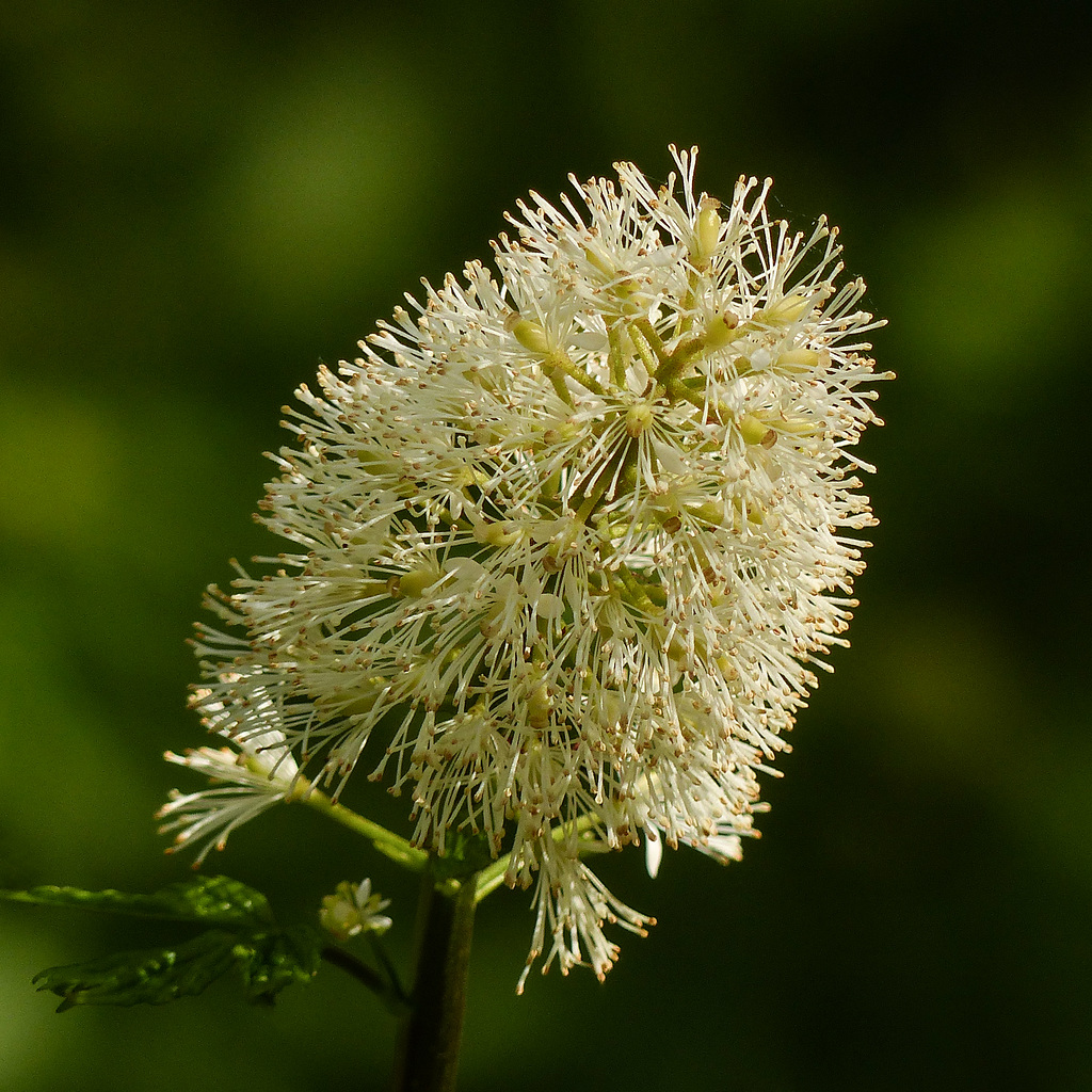 Red Baneberry