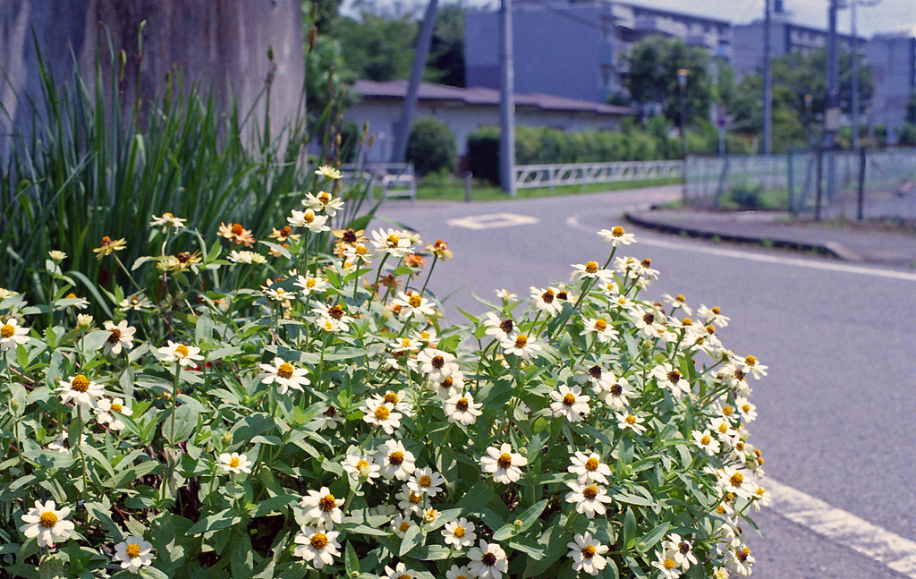 Flowers at a day care