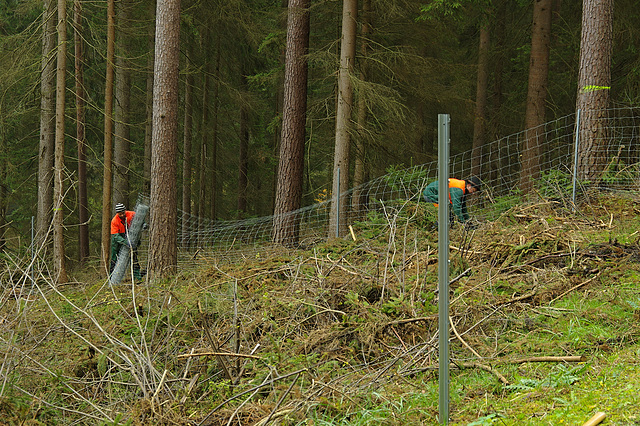 Happy Forest Fencing 1