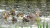 Partially camouflaging yourself with duckweed in a pond full of duckweed, is a good ruse!