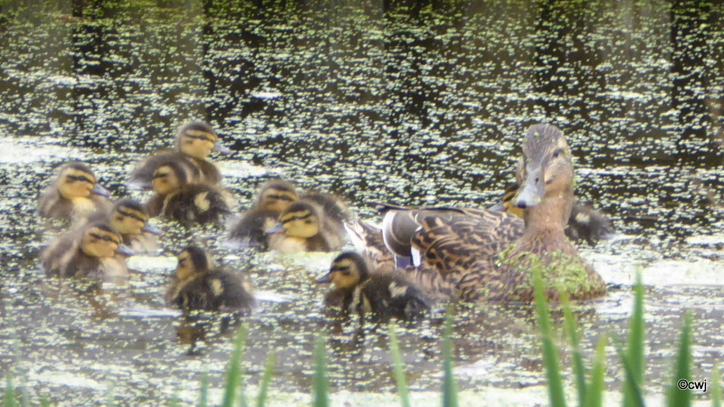 Partially camouflaging yourself with duckweed in a pond full of duckweed, is a good ruse!