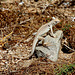 Desert Iguana