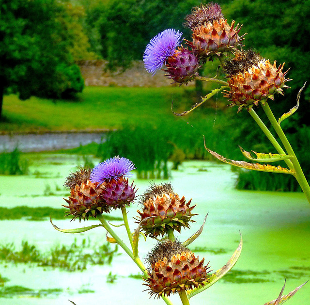 ... fleurs de l'étang ...