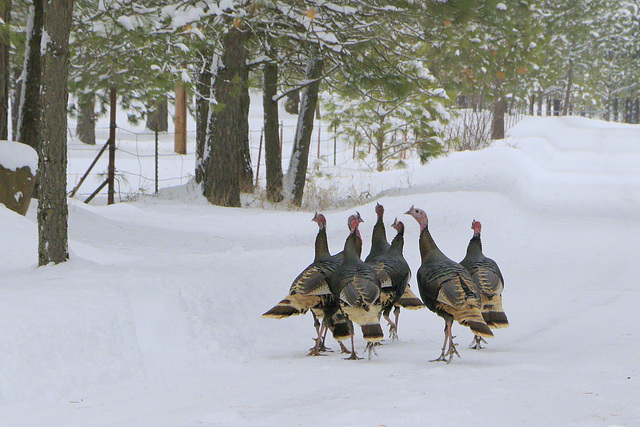 Wild Turkeys