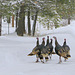 Wild Turkeys