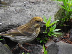 Yellow Purple Finch