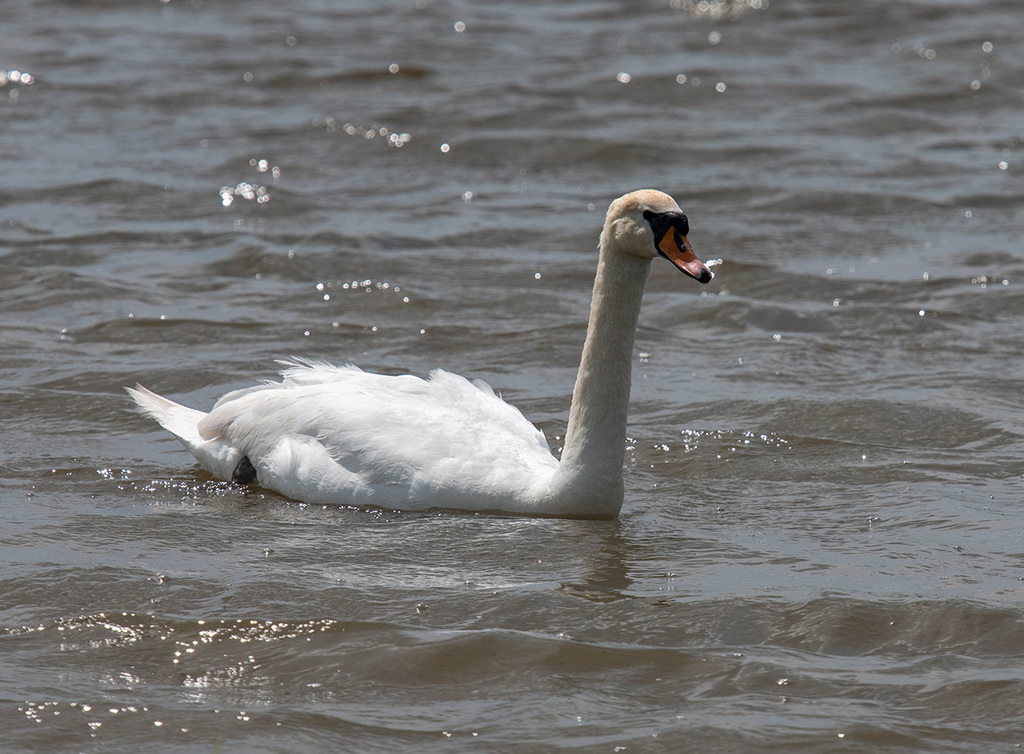 Swan