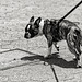 Dog in Manhattan