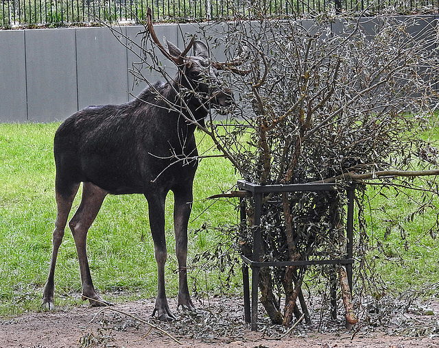 20190907 5994CPw [D~HRO] Elch (Alces alces), Zoo, Rostock