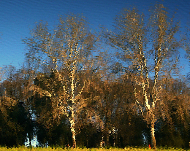 Le Cascine park reflected - PIP