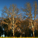 Le Cascine park reflected - PIP