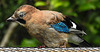 20210705 1280CPw [D~LIP] Eichelhäher (Garrulus glandarius), Bad Salzuflen