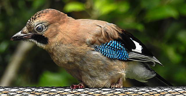 20210705 1280CPw [D~LIP] Eichelhäher (Garrulus glandarius), Bad Salzuflen