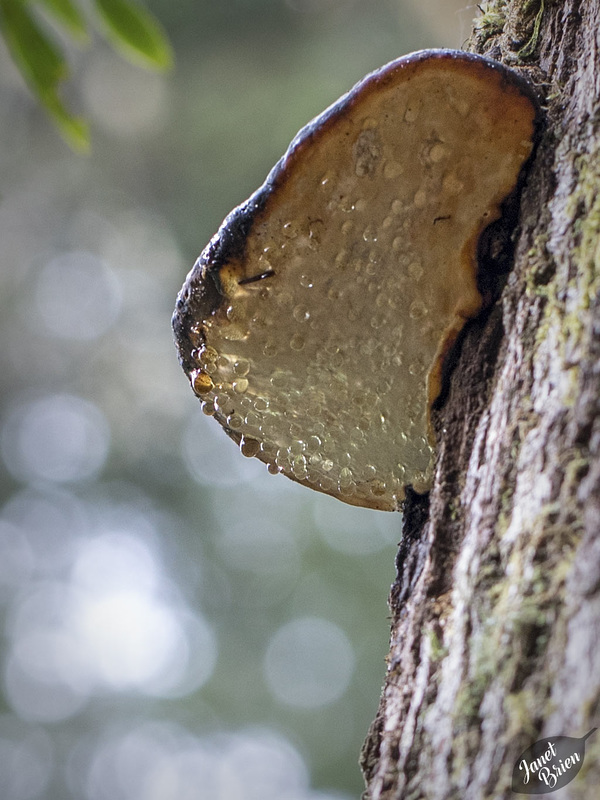 Weeping-Bracket-Fungus