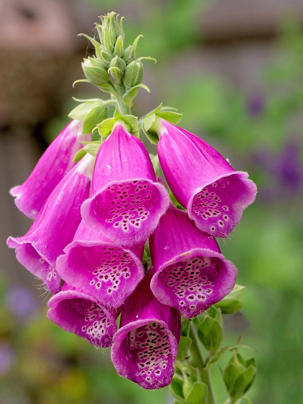 Foxglove (Digitalis purpurea)