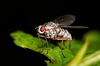 Eine kleinen Fliegen Parade aus der Natur :))  A small parade of flies from nature :))  Un petit défilé de mouches de la nature :))