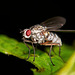 Eine kleinen Fliegen Parade aus der Natur :))  A small parade of flies from nature :))  Un petit défilé de mouches de la nature :))