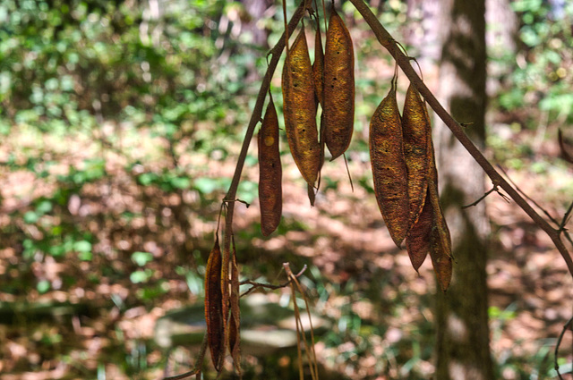 Redbud Pods