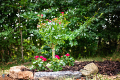 Ella est décédée le matin du 14 août 2024 Ella est décédée le matin du 14 août 2024