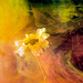 Flowers In Water