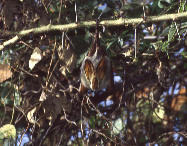 Yellow-winged Bat (Lavia frons) Yellow-winged Bat (Lavia frons)