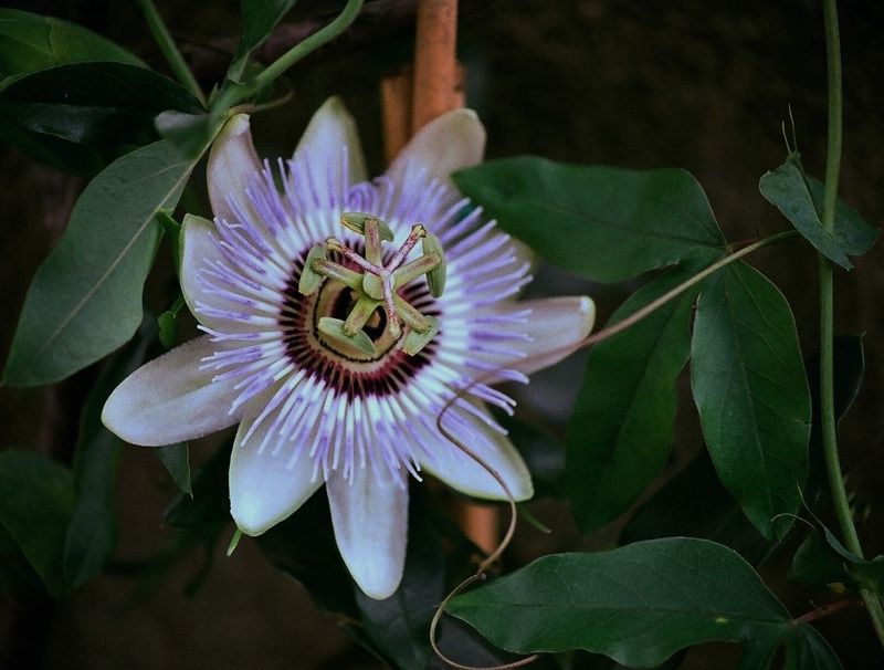 Passiflora caerulea