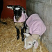 new lamb jackets not big enough!