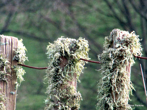 Fence Growth.