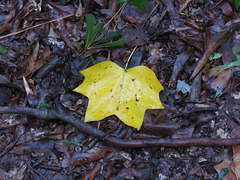Fallen tuliptree leaf